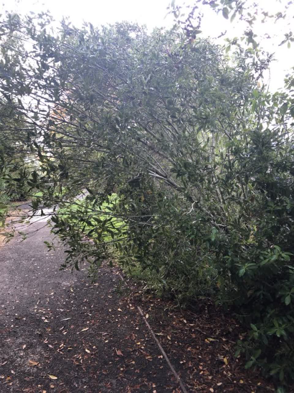 The photograph attached to this parks report