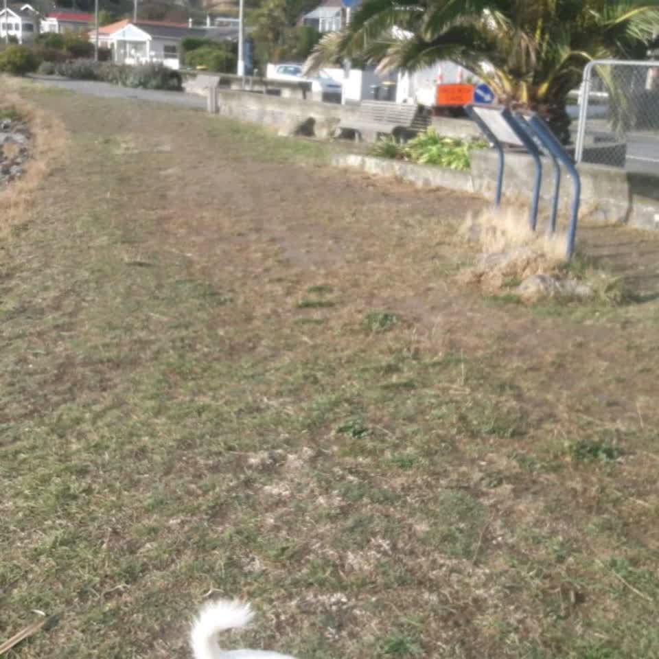The photograph attached to this parks report
