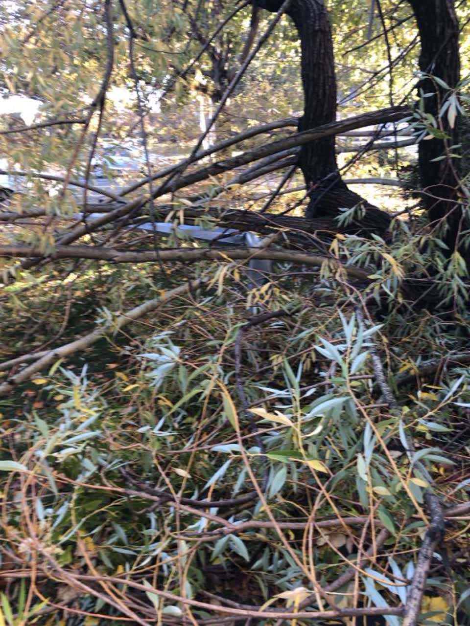 The photograph attached to this parks report