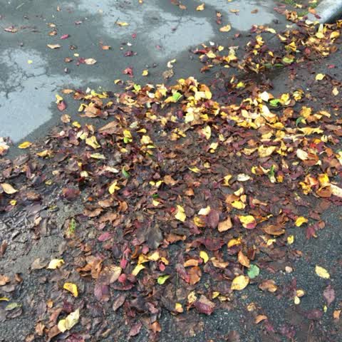 Roading/Streets, a report photo