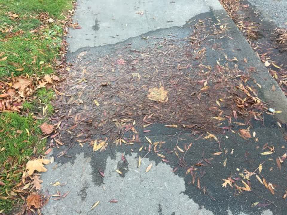 The photograph attached to this roading/streets report
