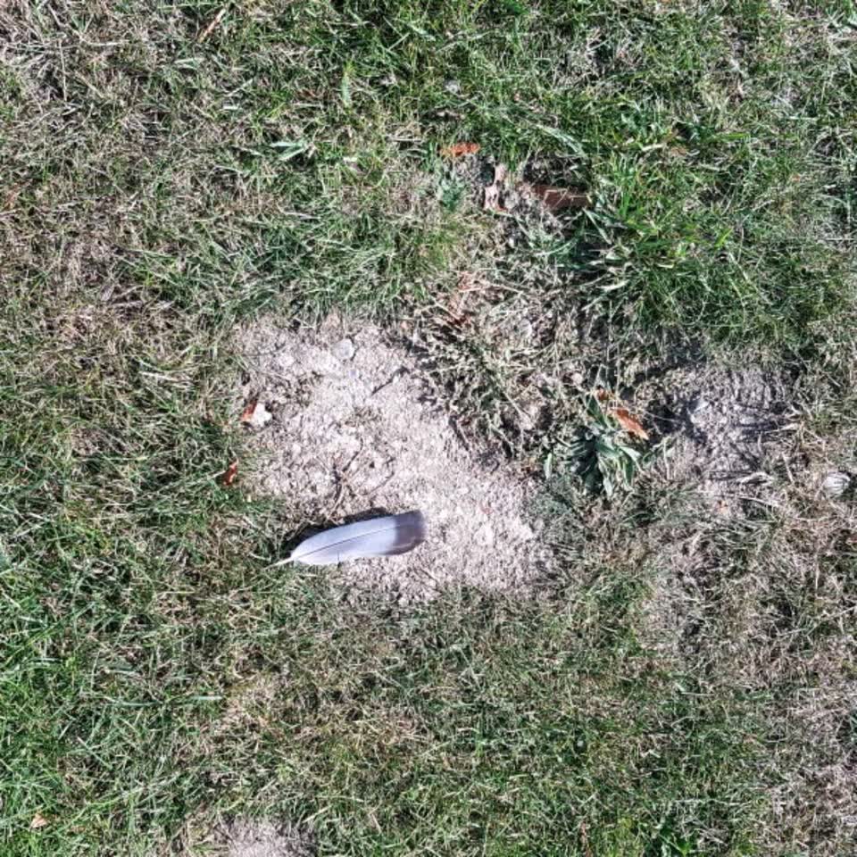 The photograph attached to this parks report
