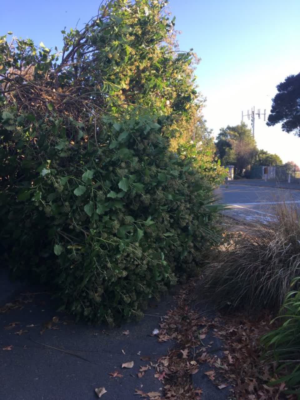 The photograph attached to this roading/streets report