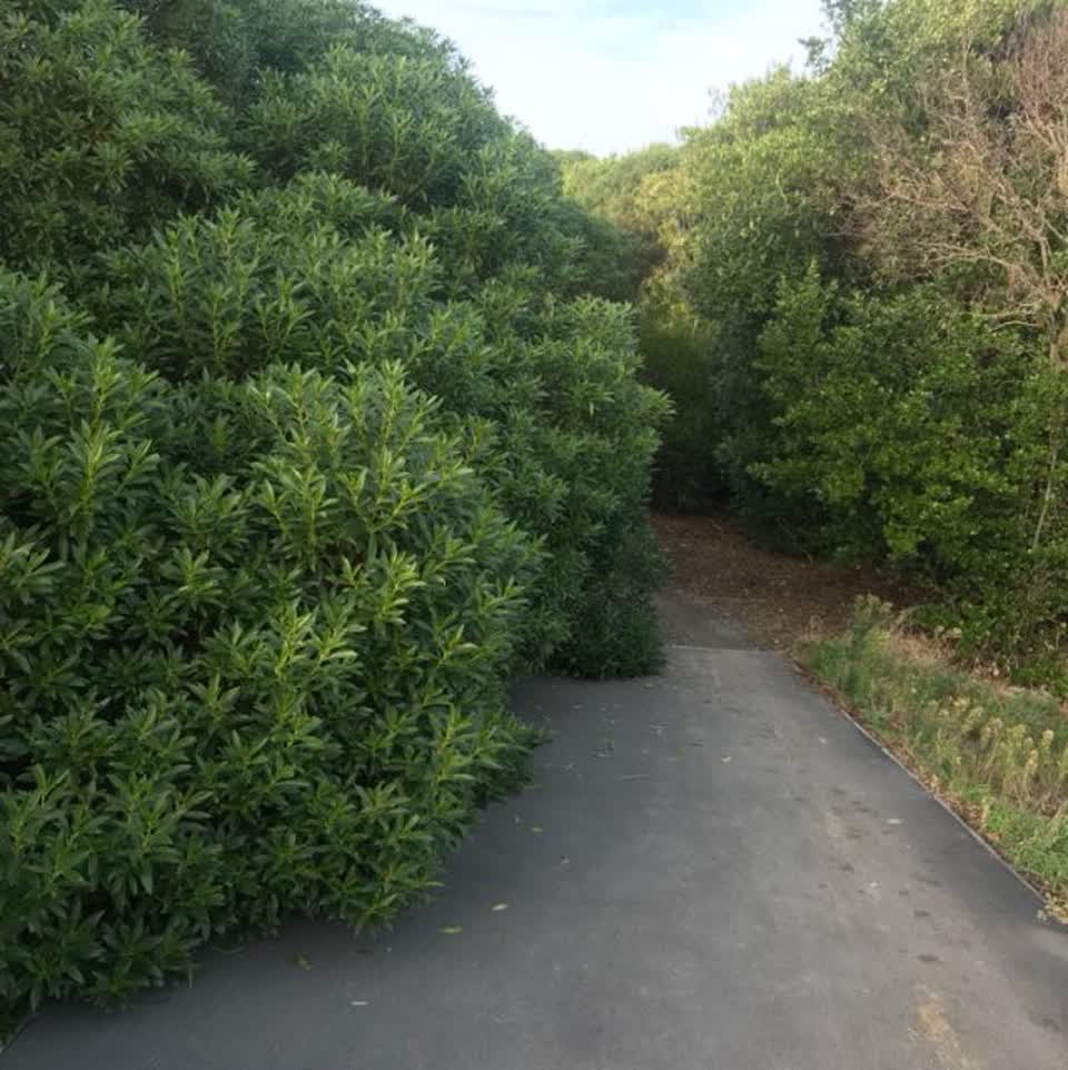 The photograph attached to this parks report