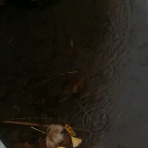 Wastewater/Stormwater — a report photo