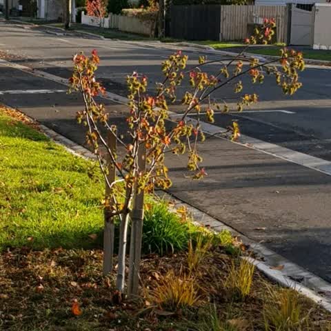 Roading/Streets, a report photo