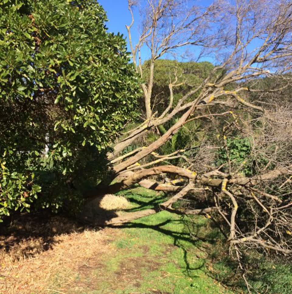 The photograph attached to this parks report