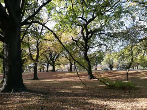 Parks, a report photo