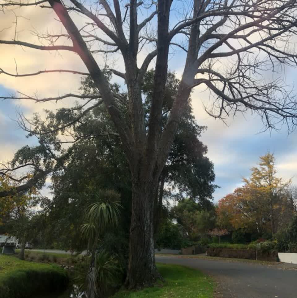 The photograph attached to this parks report