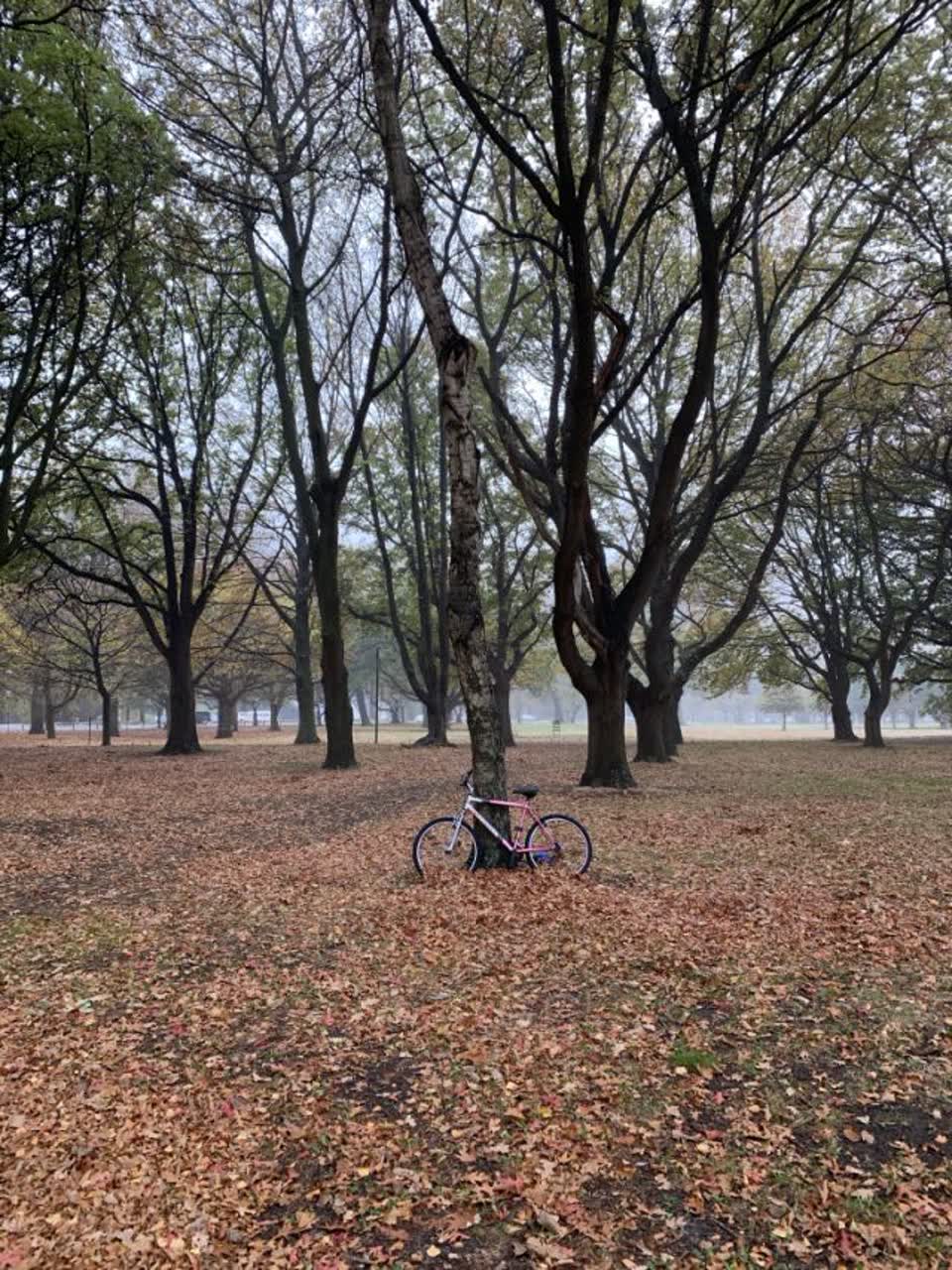 The photograph attached to this parks report