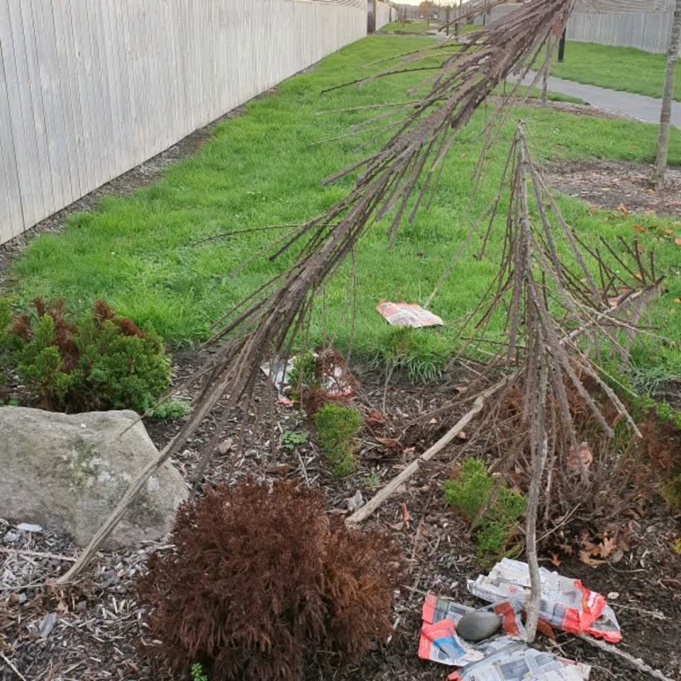 The photograph attached to this parks report