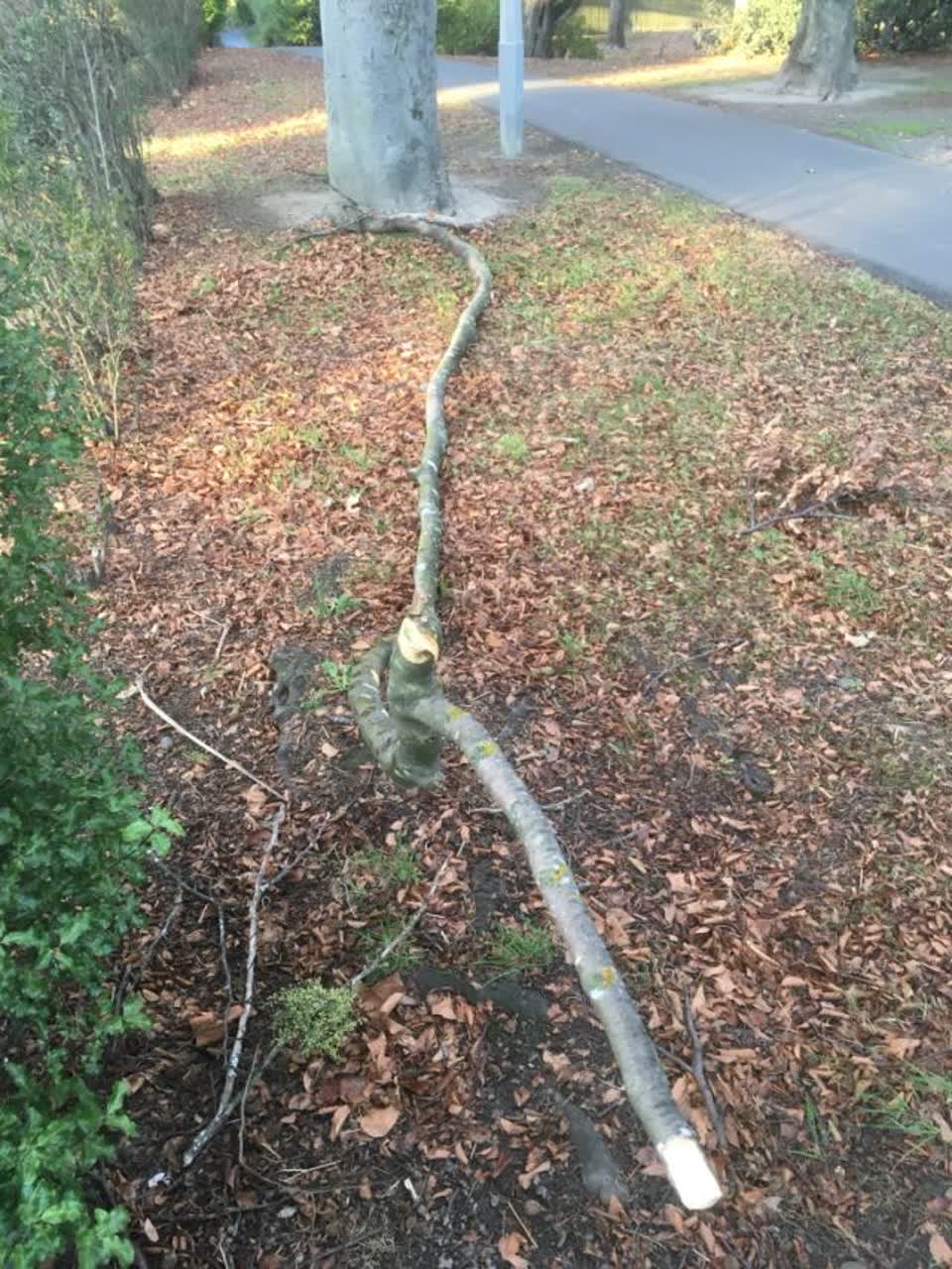 The photograph attached to this parks report
