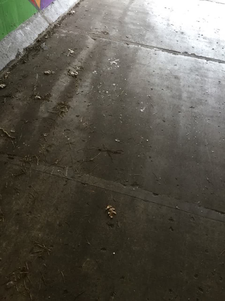 The photograph attached to this parks report