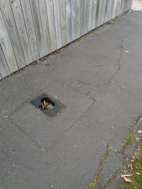 Roading/Streets, a report photo
