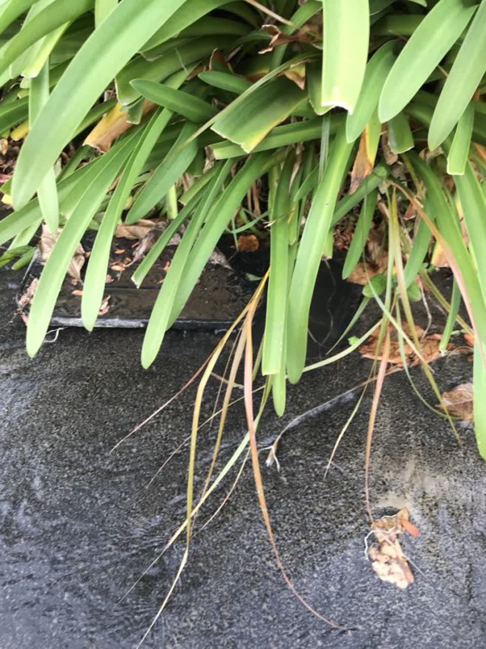 The photograph attached to this water supply report