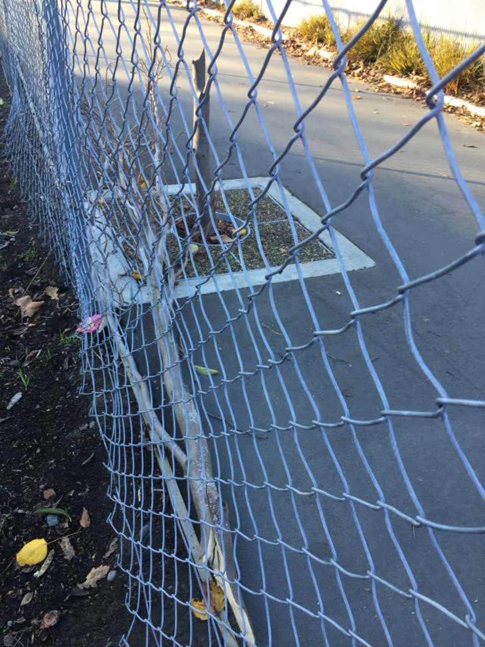 The photograph attached to this parks report