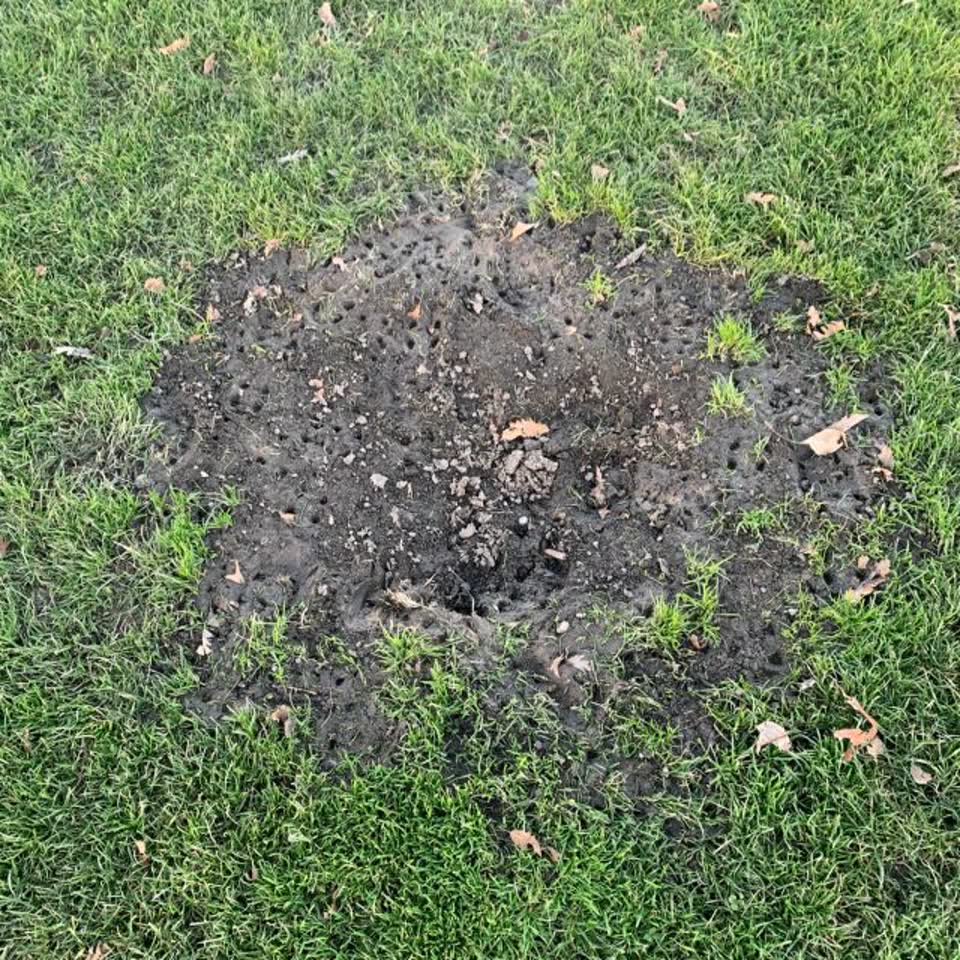 The photograph attached to this parks report