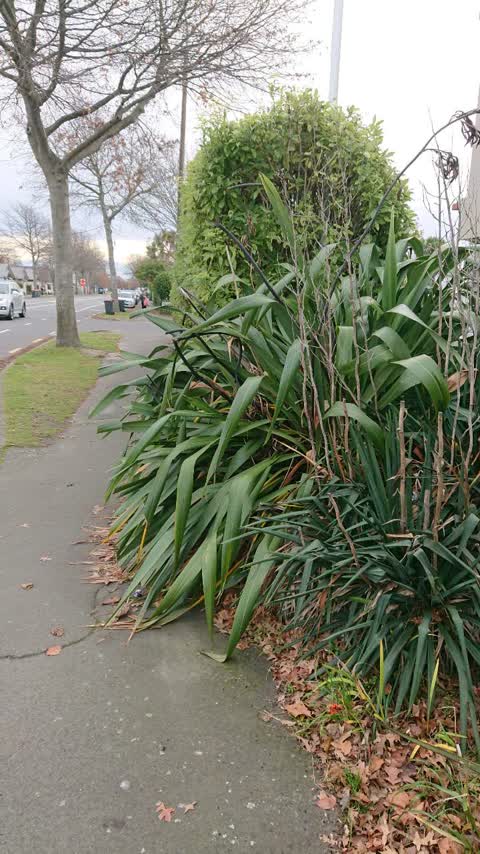 Roading/Streets, a report photo