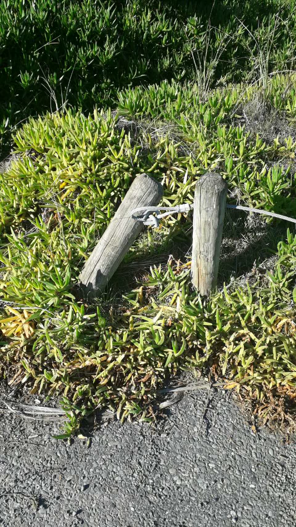 The photograph attached to this parks report