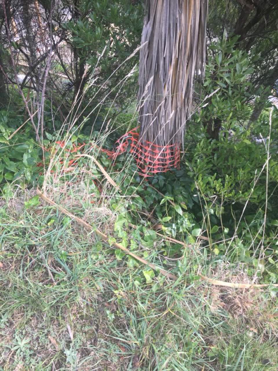 The photograph attached to this parks report