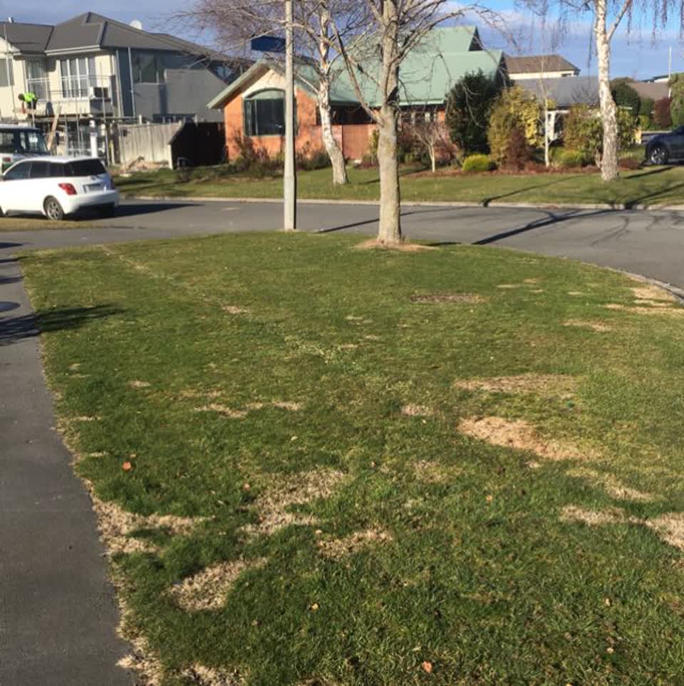 The photograph attached to this parks report