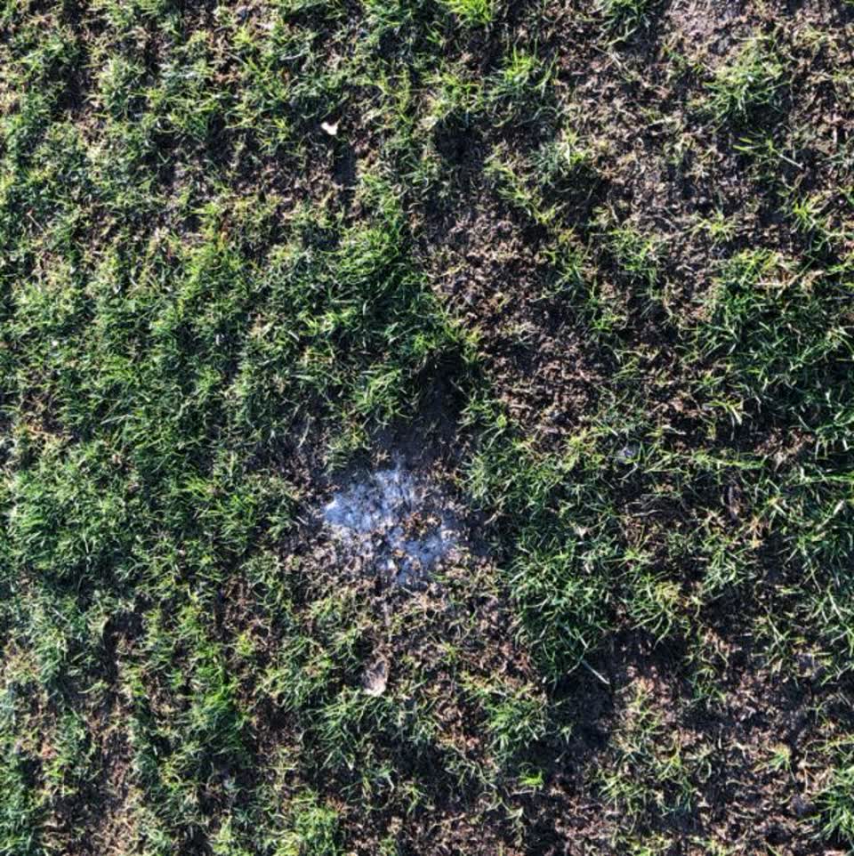The photograph attached to this parks report
