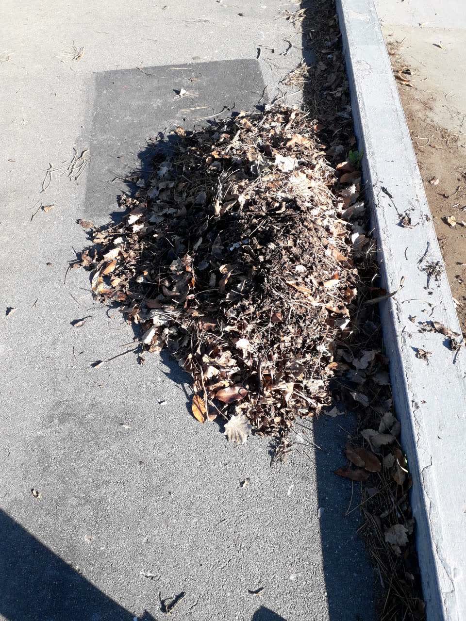 The photograph attached to this parks report