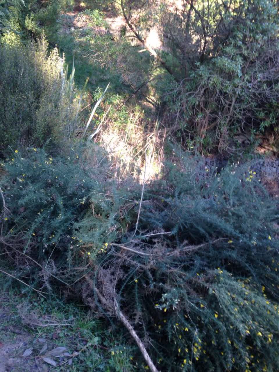 The photograph attached to this parks report