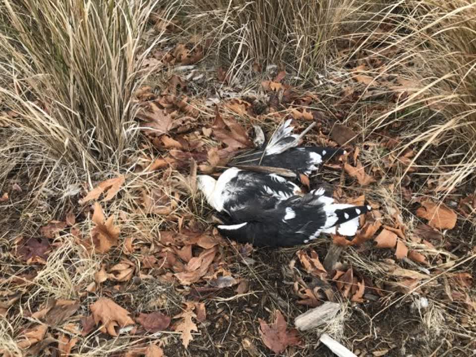 The photograph attached to this parks report