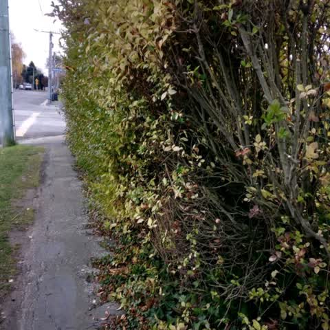 Roading/Streets, a report photo