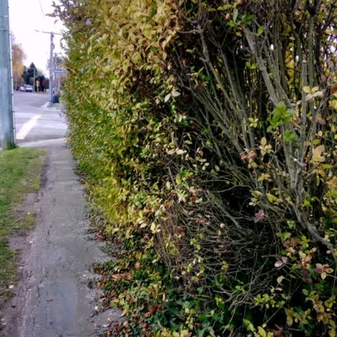Roading/Streets, a report photo