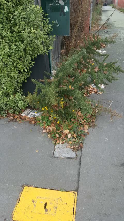 Roading/Streets, a report photo