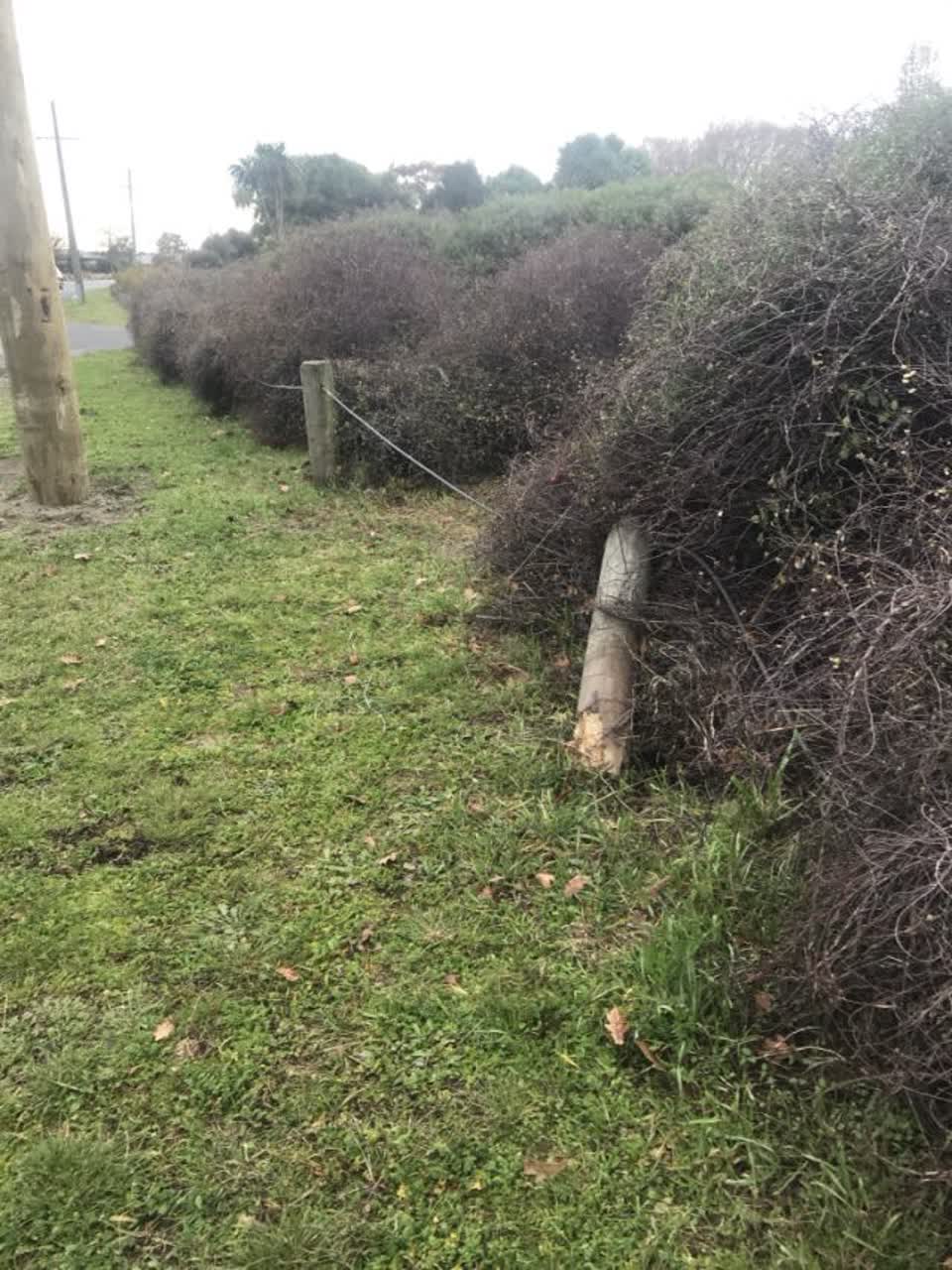 The photograph attached to this parks report