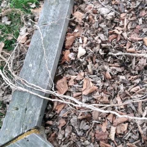 Parks, a report photo