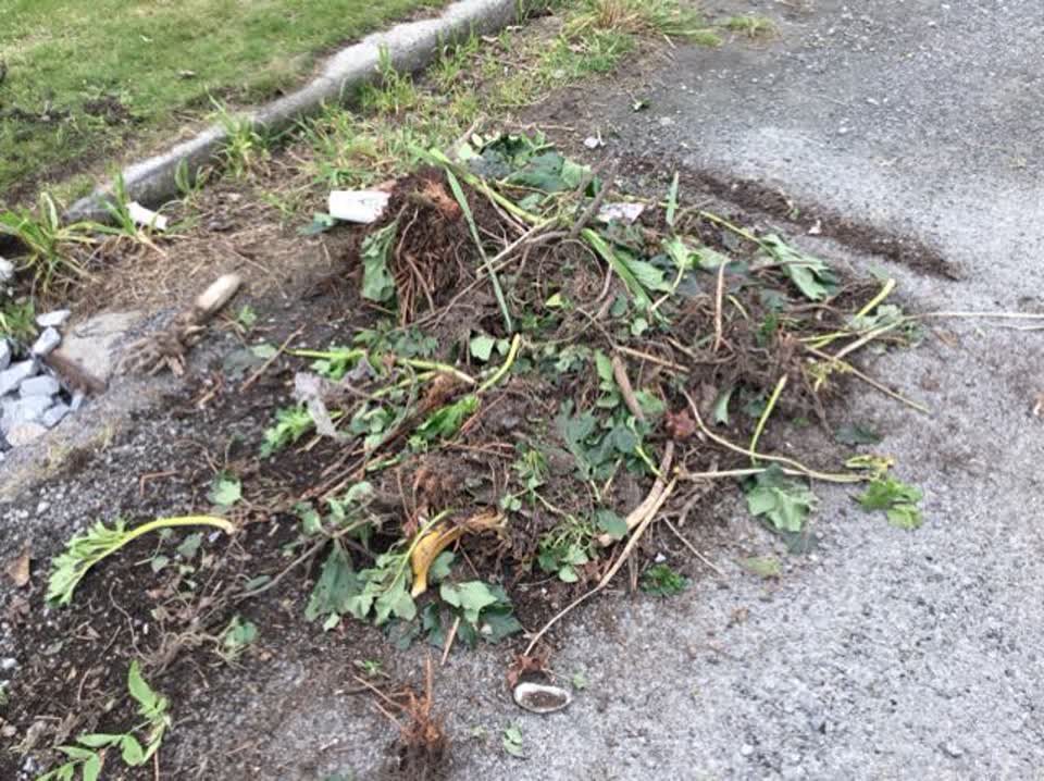 The photograph attached to this rubbish/recycling report