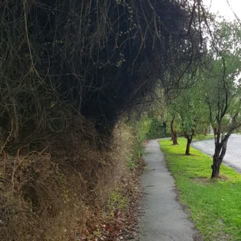 Roading/Streets, a report photo