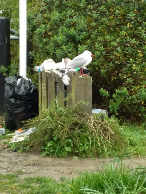 Rubbish/Recycling — a report photo