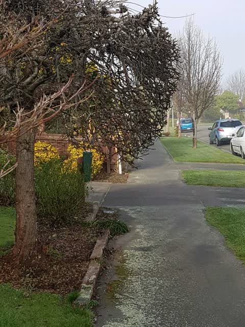 Roading/Streets, a report photo