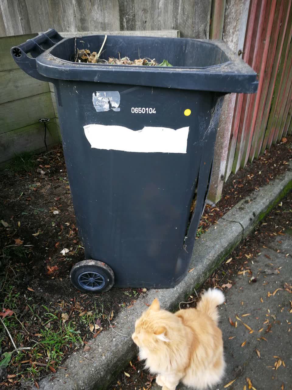 The photograph attached to this rubbish/recycling report