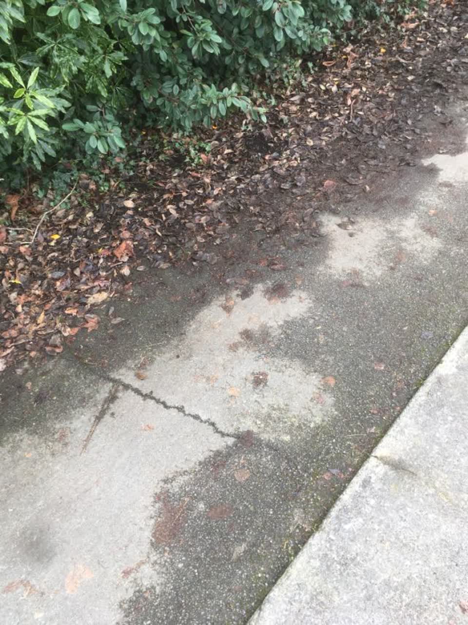 The photograph attached to this parks report