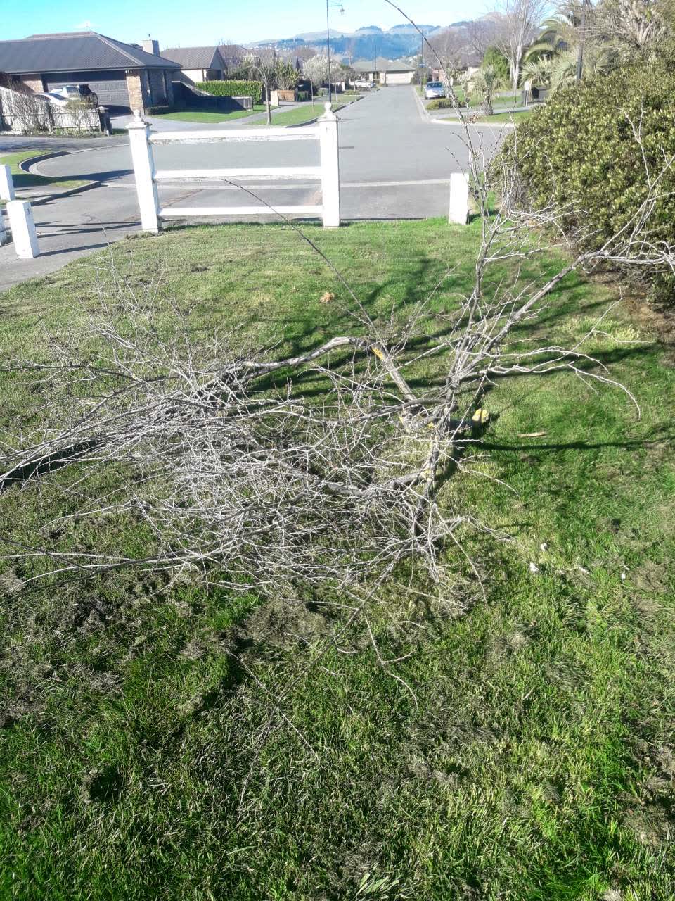 The photograph attached to this parks report