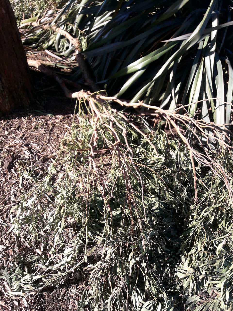The photograph attached to this parks report