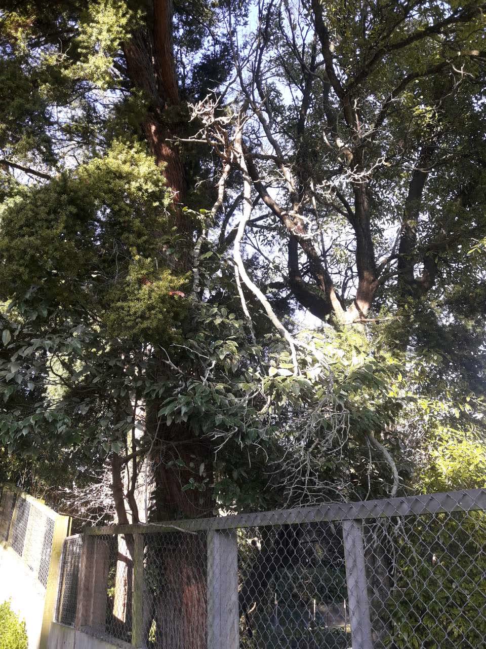 The photograph attached to this parks report