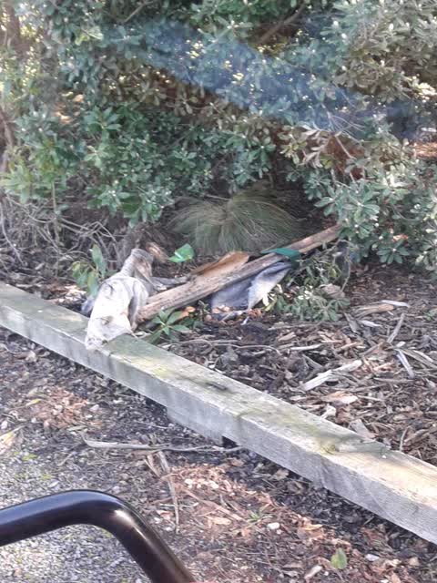 Rubbish/Recycling — a report photo