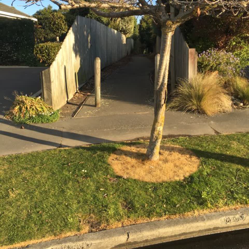 The photograph attached to this parks report