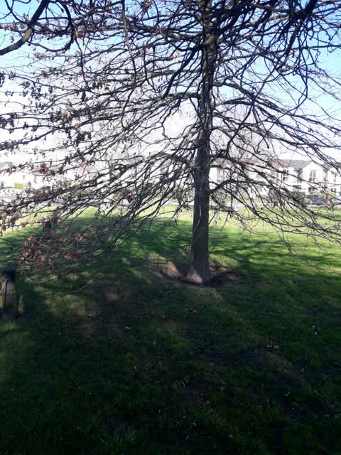 Parks, a report photo