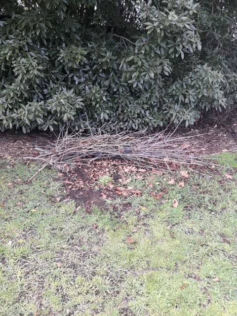 Rubbish/Recycling, a report photo