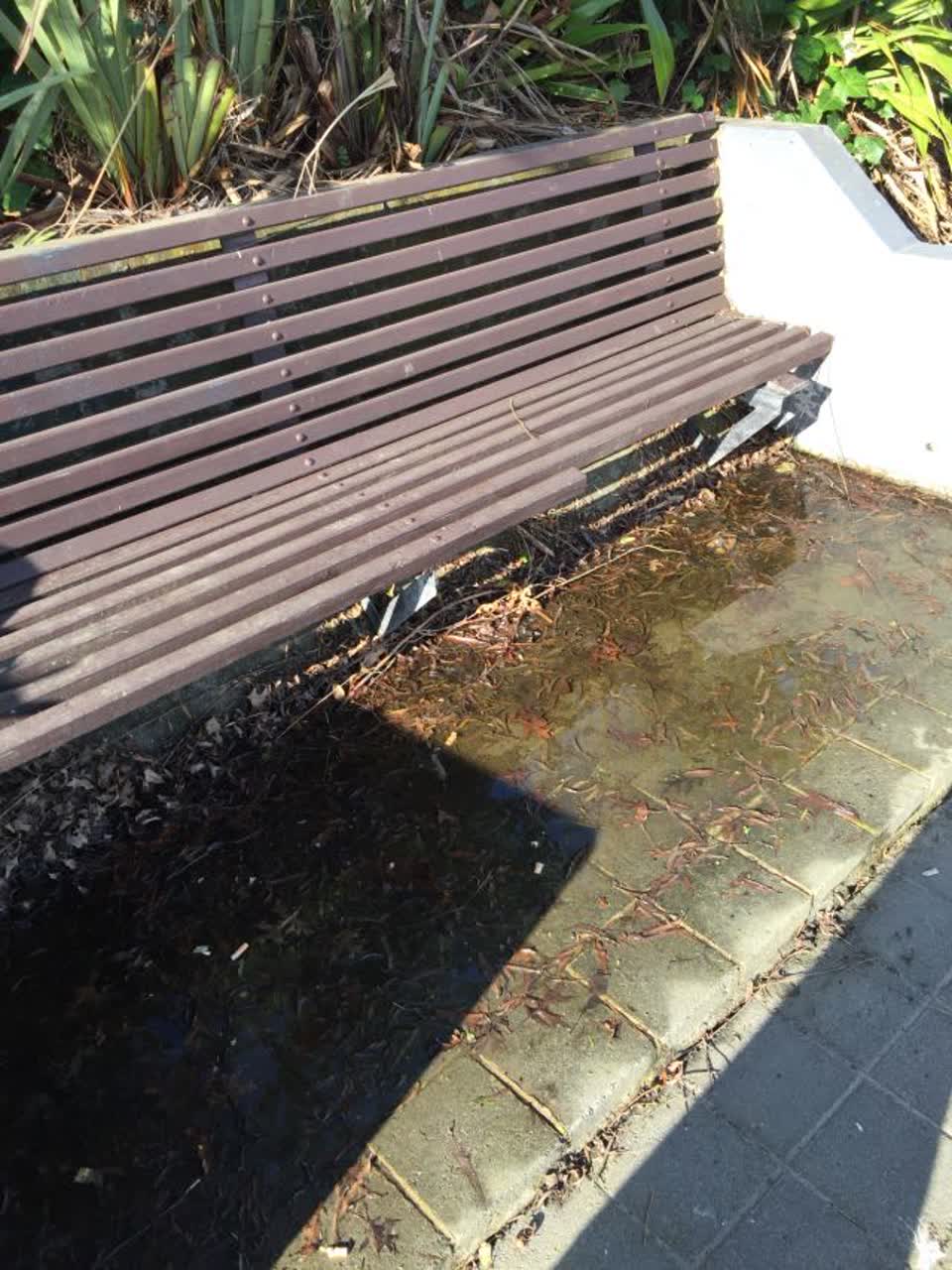 The photograph attached to this parks report