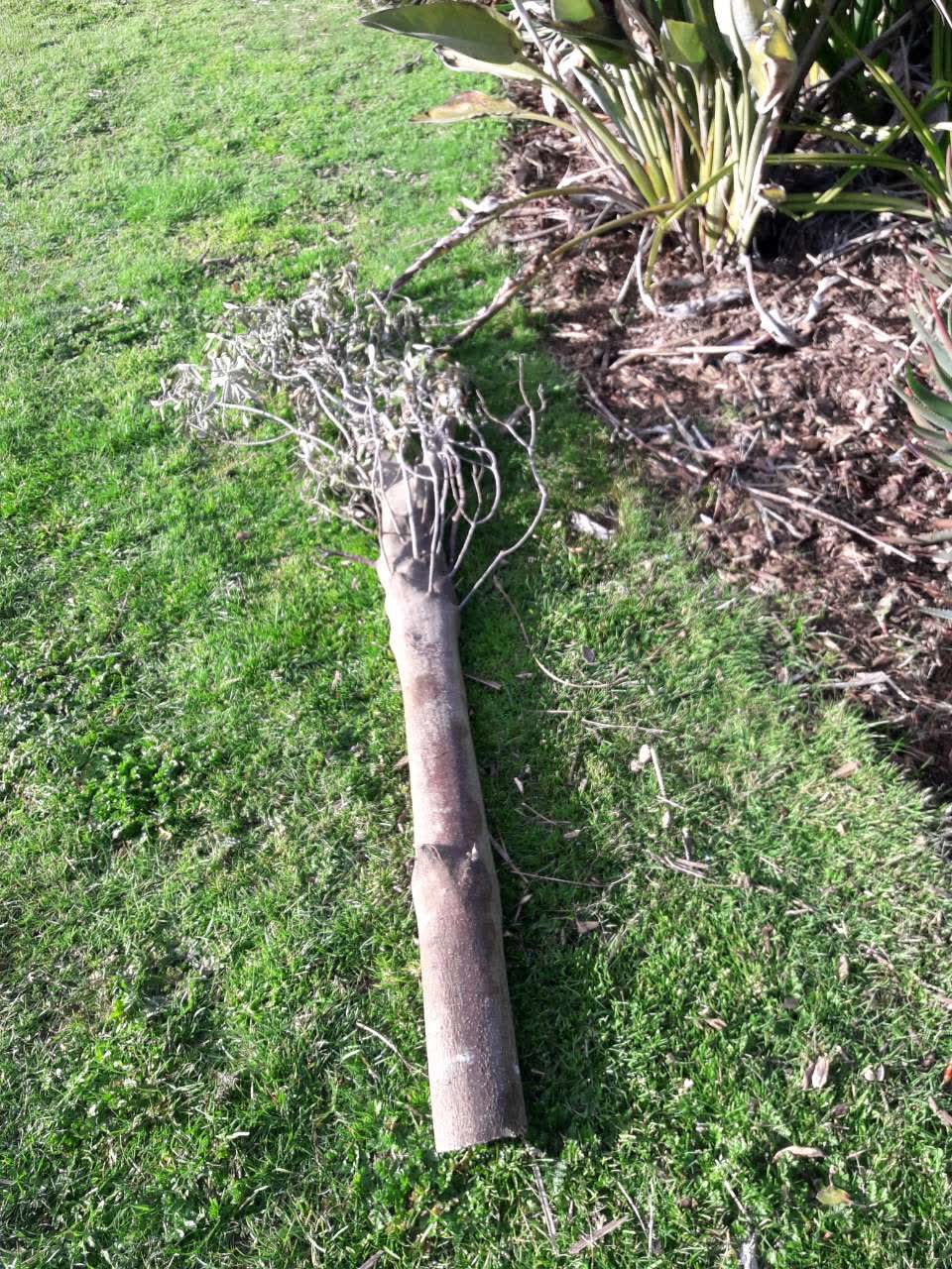 The photograph attached to this parks report