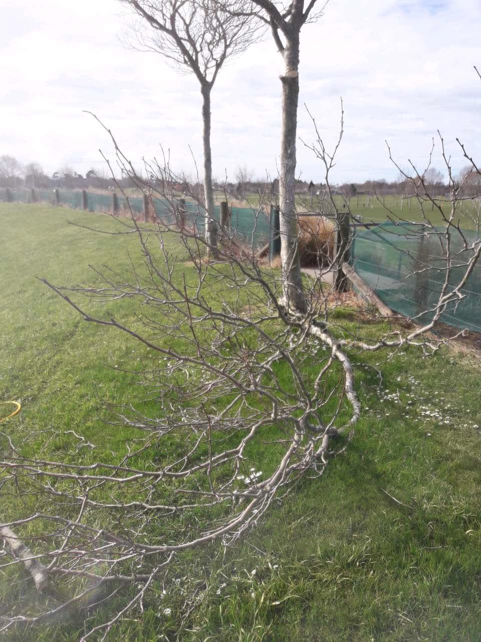 The photograph attached to this parks report